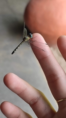 Micrathyria ocellata