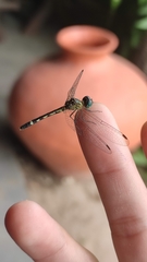 Micrathyria ocellata