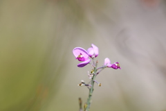 Comesperma virgatum