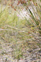 Comesperma virgatum
