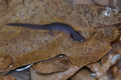 Eurycea spelaea