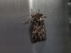 Argyrosticta decumana