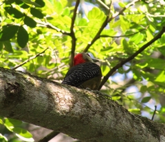 Melanerpes radiolatus