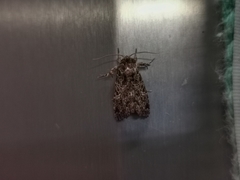 Argyrosticta decumana