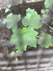 Malva assurgentiflora
