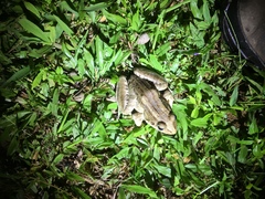 Leptodactylus latrans