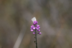 Comesperma virgatum