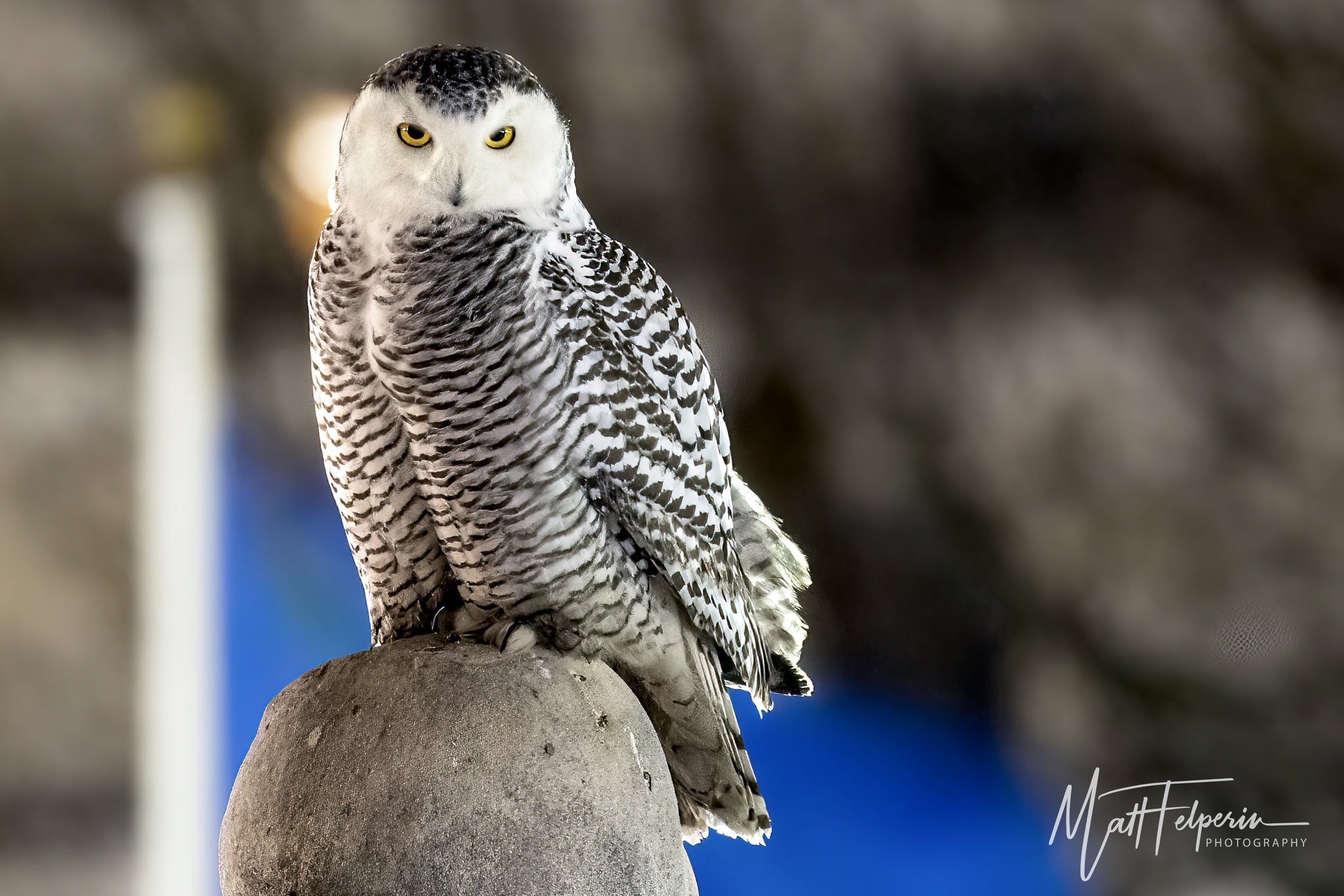 Snowy Owl (Bubo scandiacus)
