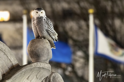 Snowy Owl (Bubo scandiacus)