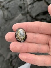 Cellana sandwicensis
