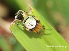 Bijoaraneus
