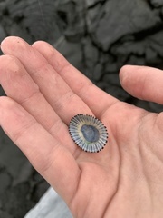 Cellana sandwicensis