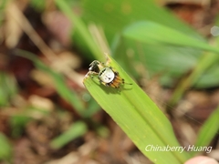 Bijoaraneus