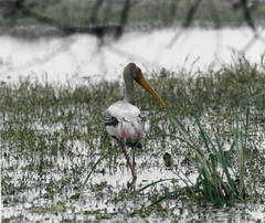 Mycteria leucocephala