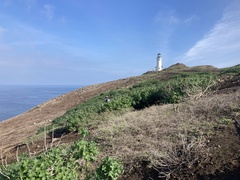Malva assurgentiflora