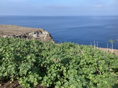Malva assurgentiflora