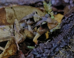 Ischnocnema henselii