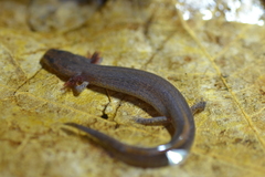 Eurycea spelaea