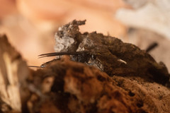 Dotocryptus pedisequus