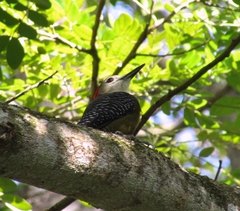 Melanerpes radiolatus