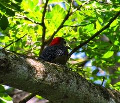 Melanerpes radiolatus