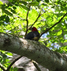 Melanerpes radiolatus