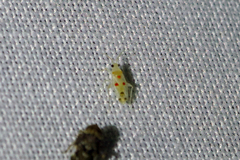 Platyscytus centralis