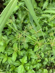 Cyperus sphacelatus