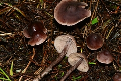 Pseudobaeospora deckeri
