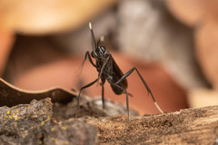 Dotocryptus pedisequus