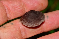 Pseudobaeospora deckeri