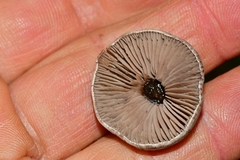 Pseudobaeospora deckeri