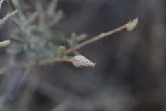 Neolasioptera willistoni