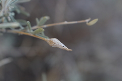 Neolasioptera willistoni