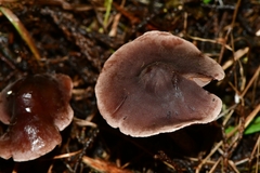 Pseudobaeospora deckeri