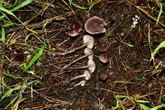 Pseudobaeospora deckeri