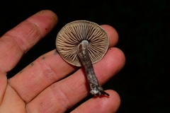 Pseudobaeospora deckeri