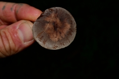 Pseudobaeospora deckeri