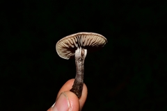 Pseudobaeospora deckeri