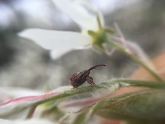 Anthonomus quadrigibbus