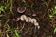 Pseudobaeospora deckeri