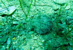 Equichlamys bifrons