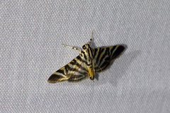 Spilomela discordens