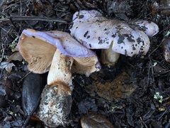 Cortinarius lilacinocolossus