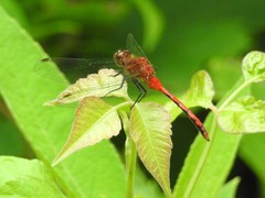 Sympetrum
