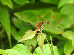 Sympetrum