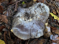 Glaucopodes