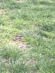 Passer domesticus