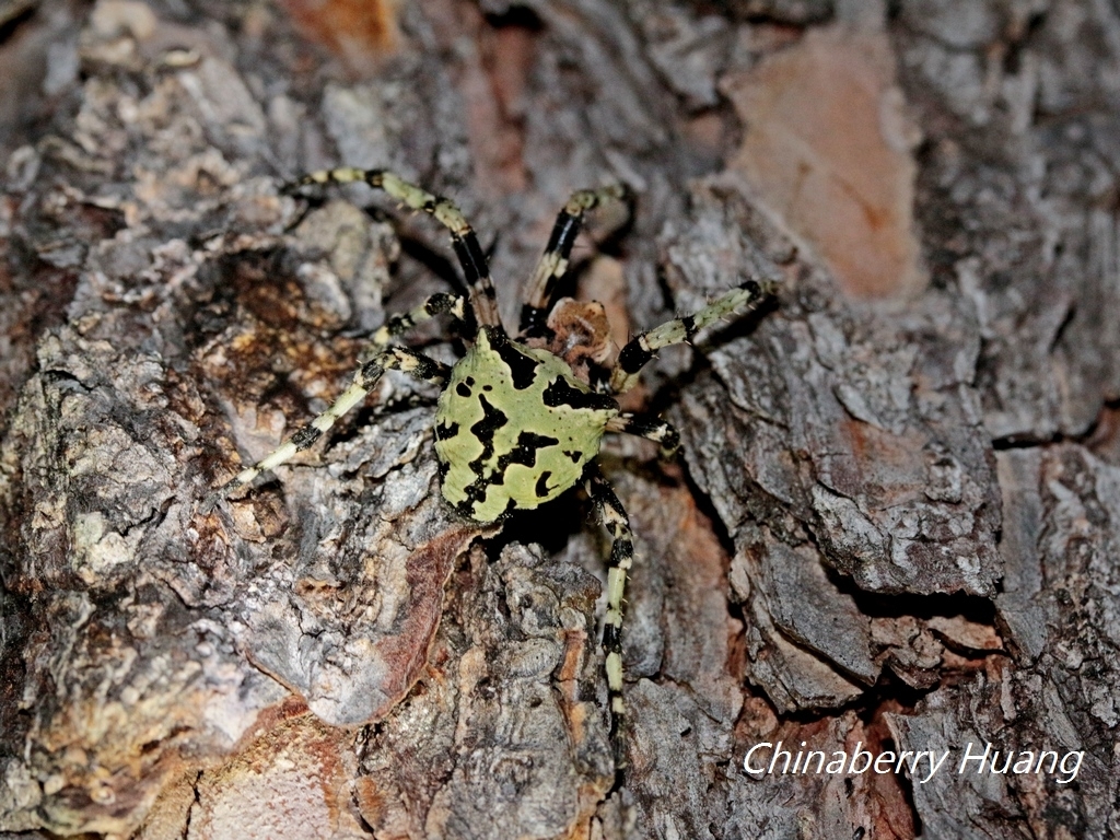 Araneus seminiger