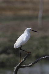 Egretta thula thula